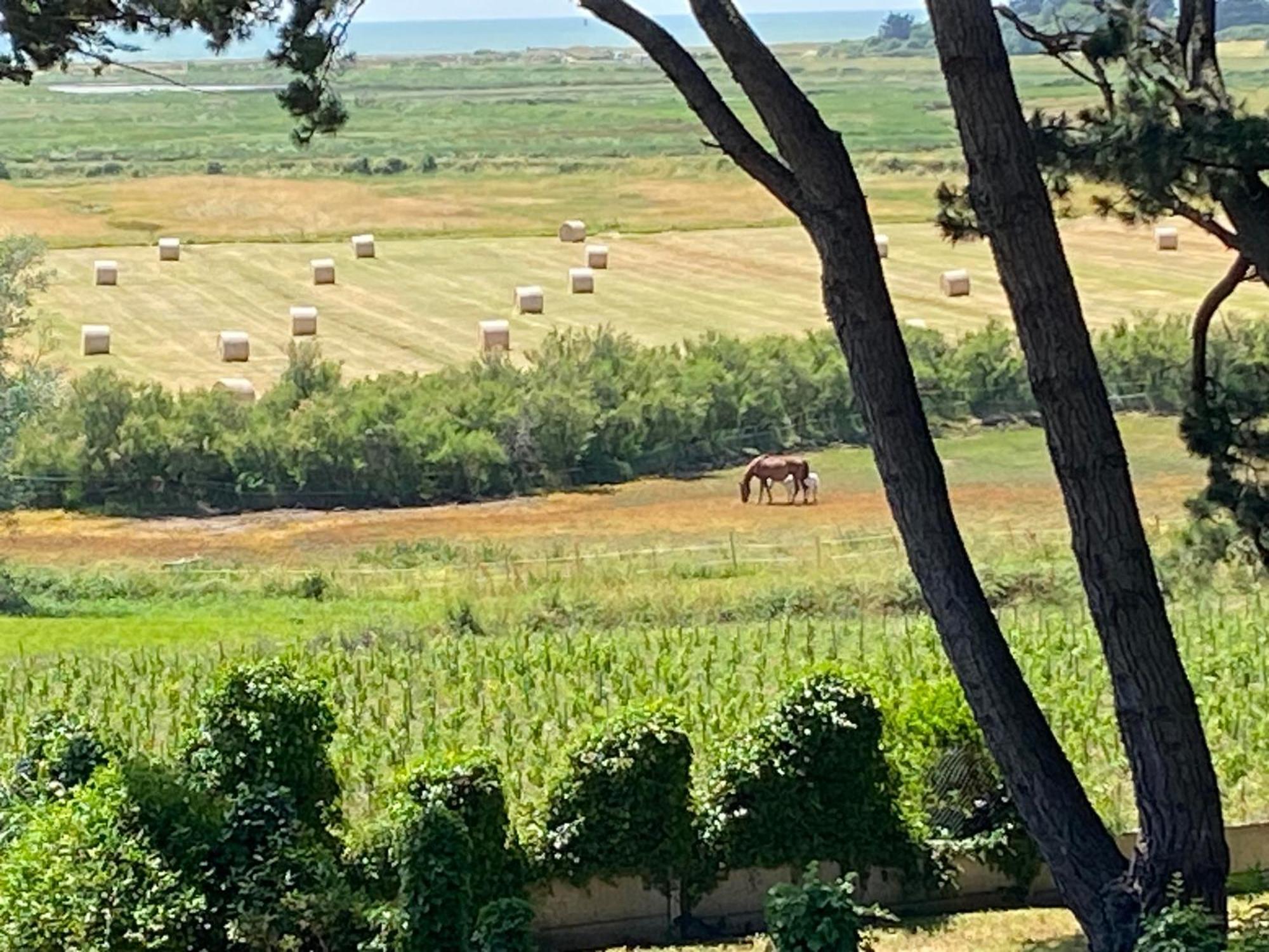Villa Vieilles Vignes Vue Mer Billiers 외부 사진